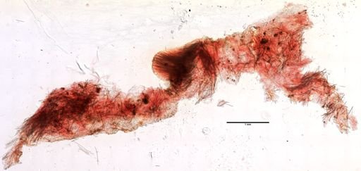 Tedania suctoria