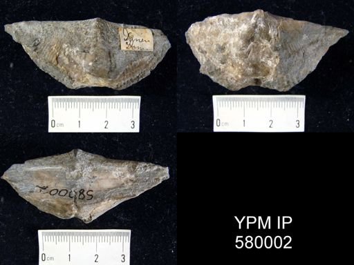Platyrachella?