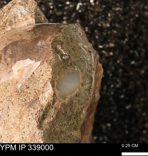 undet. Mollusca
