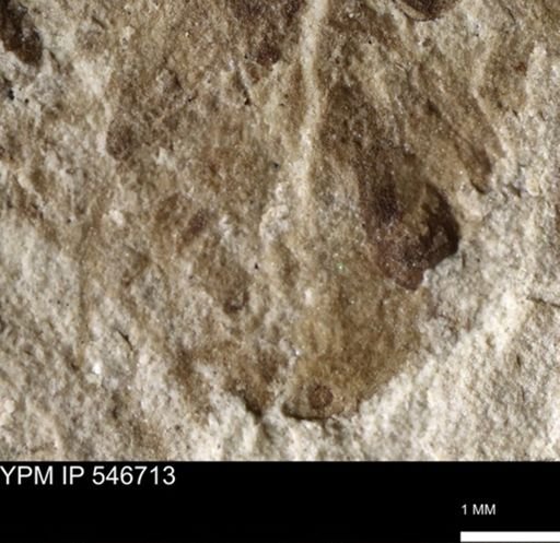 undet. Insecta