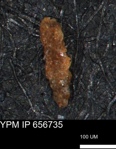 Verneuilina canadensis