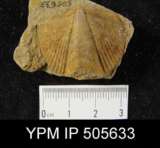 Orthospirifer sp.