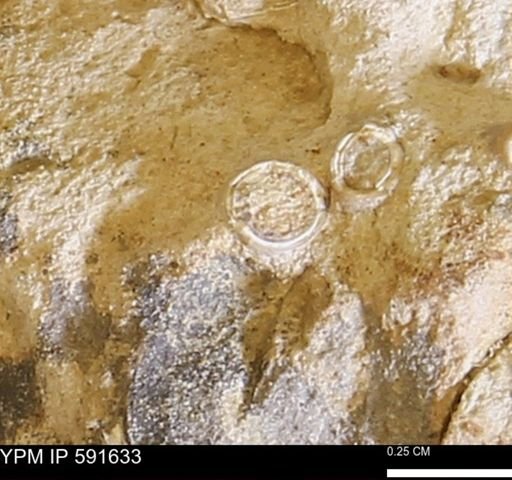 Serpulidae