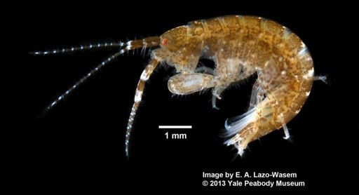 Ampithoe valida