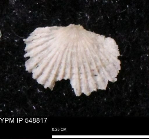 Orthopleura?