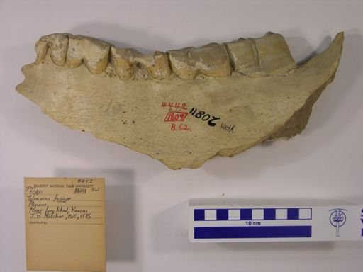 Teleoceras fossiger