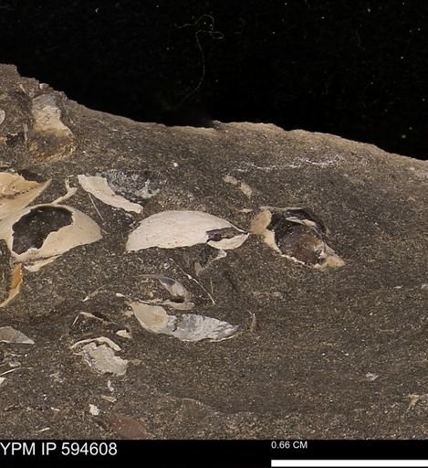 Protocardia sp.