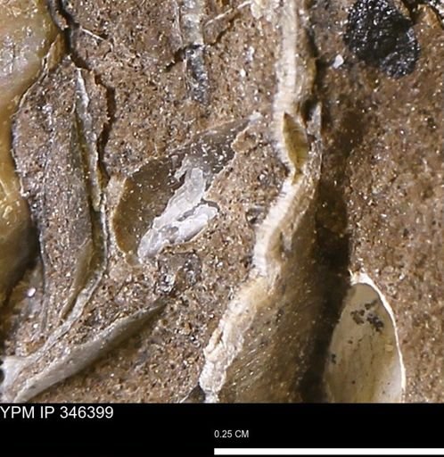 undet. Mollusca
