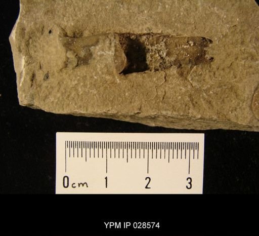 Clinoceras mumiaeforme