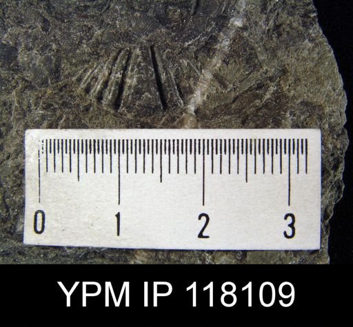 Delthyris rugaecosta