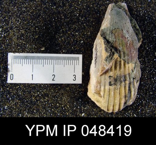 Rhipidium pingius