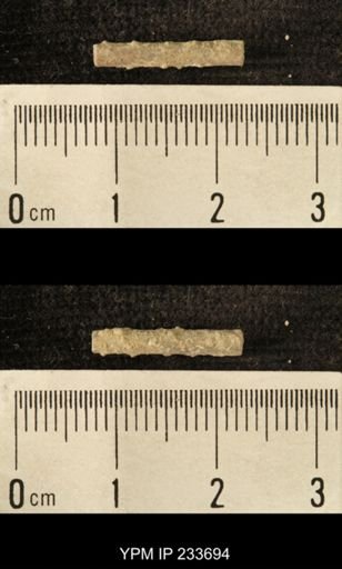 Archaeocidaris sp.