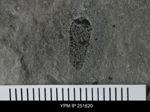 Cooksonia sp.