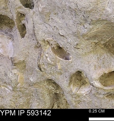 Protocardia?