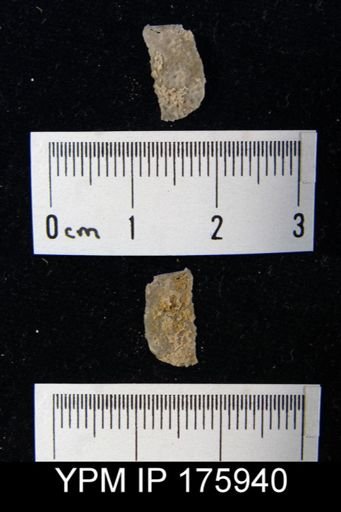 Chonetes sp.