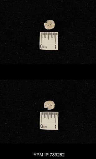 undet. Brachiopoda
