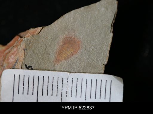 Chelicerata