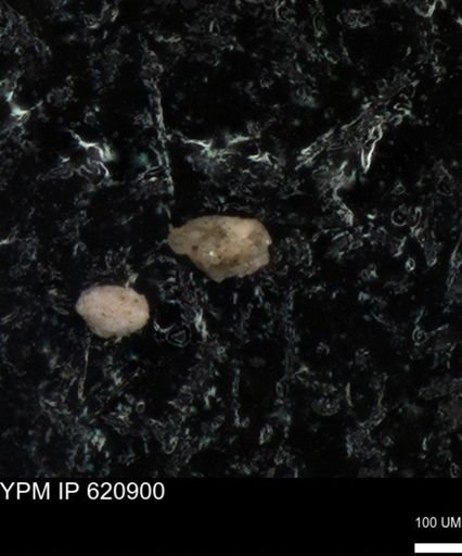 undet. Foraminiferida