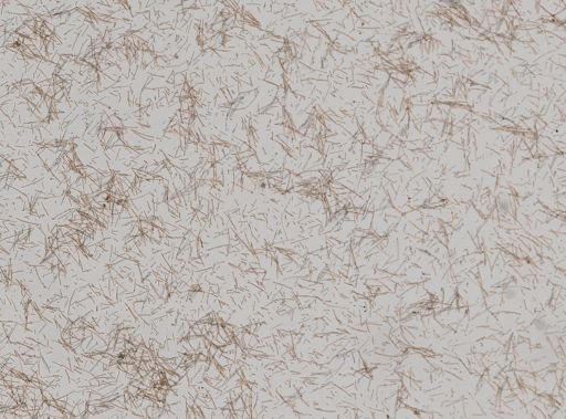 Iotrochota birotulata