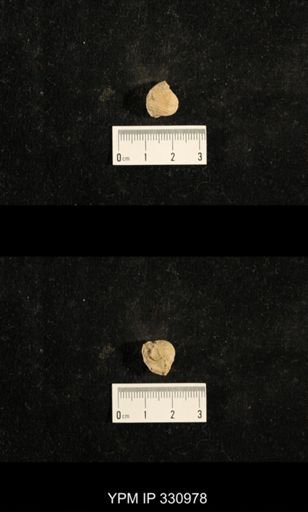 Euphemites sp.