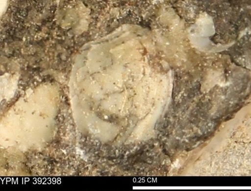Protocardia subquadrata