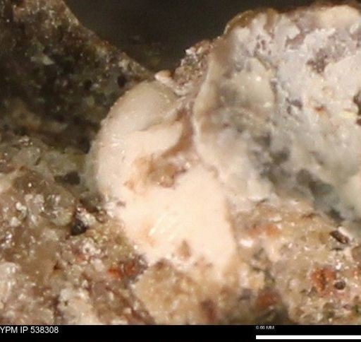 Corbulamella gregaria