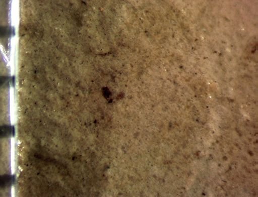 undet. Insecta