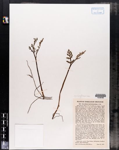 Botrychium