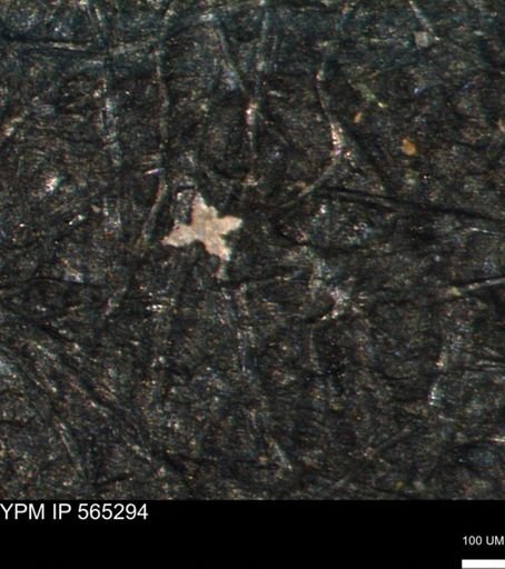 undet. Porifera