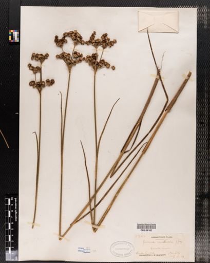 Juncus canadensis