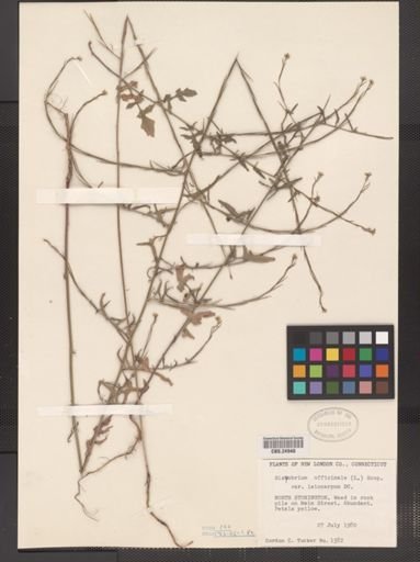 Sisymbrium officinale var. leiocarpum