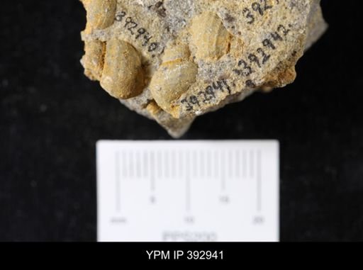Scaphites sp.