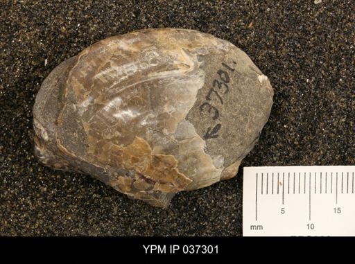 Inoceramus sp.