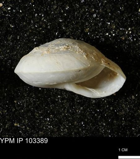 Poecilozonites bermudensis zonatus