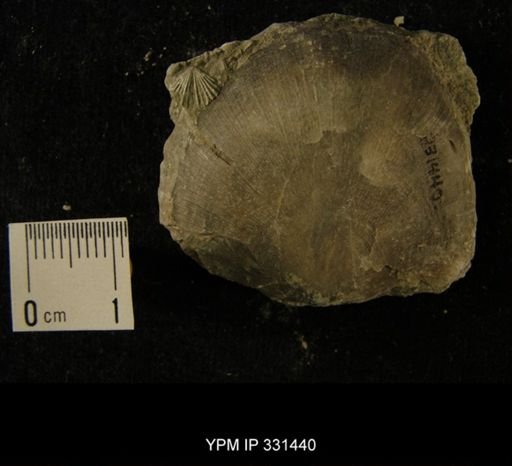 Strophomena sp.