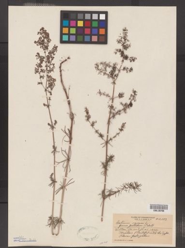Galium verum