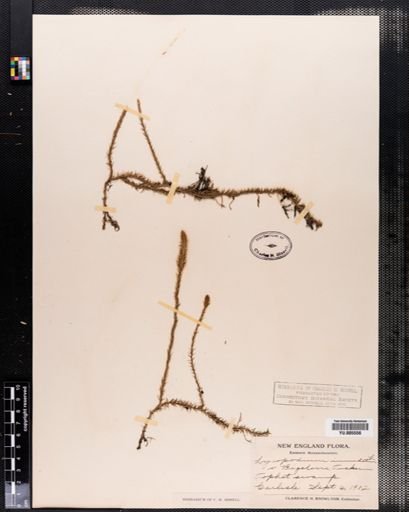 Lycopodium inundatum