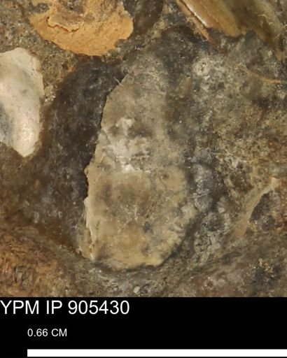 undet. Mollusca