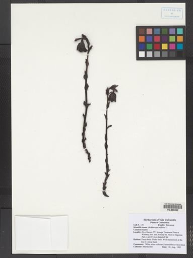 Monotropa uniflora
