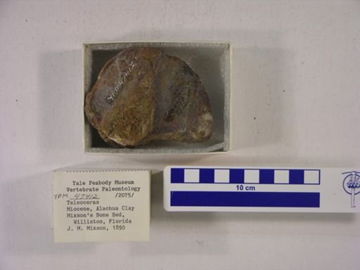 Teleoceras fossiger