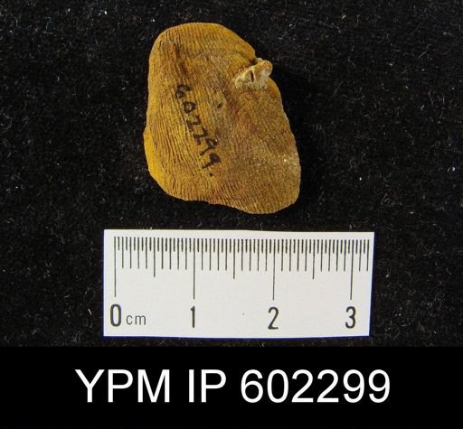 Linoproductus ovatus