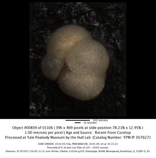undet. Foraminiferida