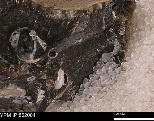 Scaphopoda