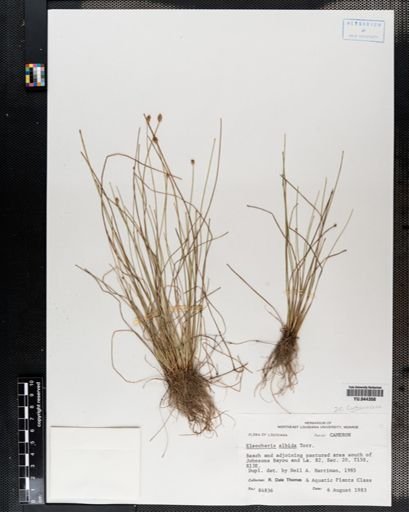 Eleocharis