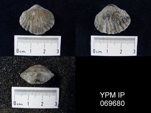 Rhynchotrema perlamellosum