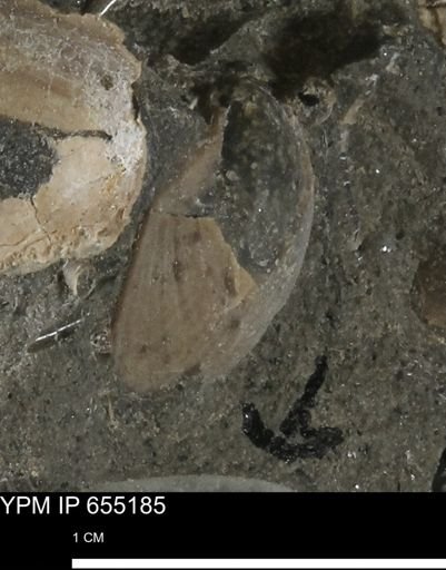 undet. Bivalvia