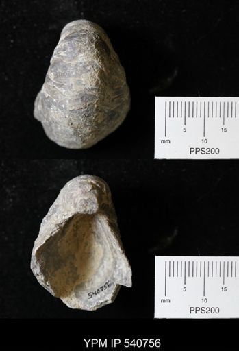 Gryphaea sp.