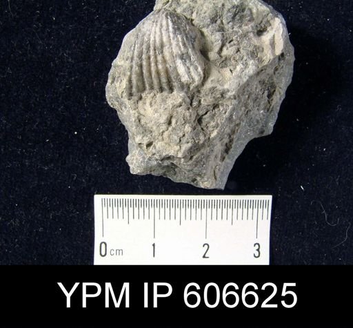 Rhynchotrema perlamellosum