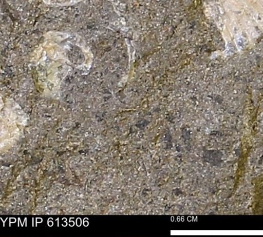 Scaphites sp.