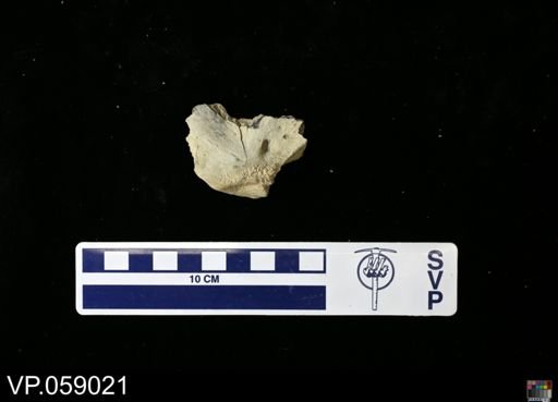 Mosasauridae